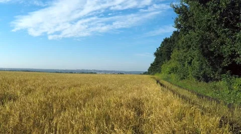 AERIAL:flying over the wheat fields Video stock 54111898