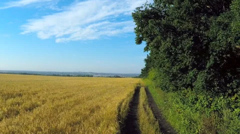 AERIAL:flying over the wheat fields Video stock 54112045