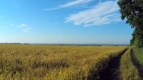 AERIAL:flying over the wheat fields Video stock 54112219
