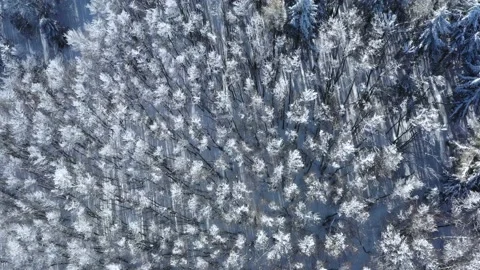 AerialForest Vídeos de archivo 149354790