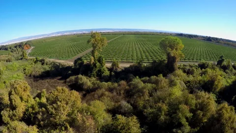 Aerial,orchards,fruits ,nuts, Stock Footage 241250356