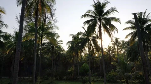 AerialPalm trees Stock Footage 123041973