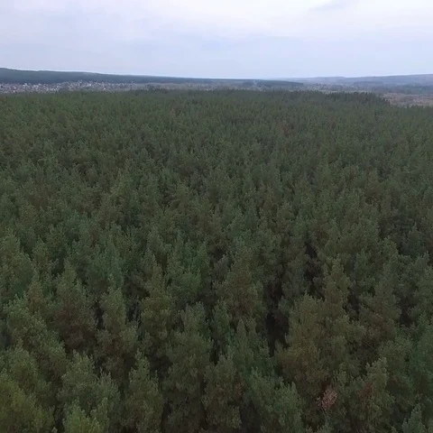 Aerials. Big beautiful pine forest with a bird's eye view Stock Footage 69435827