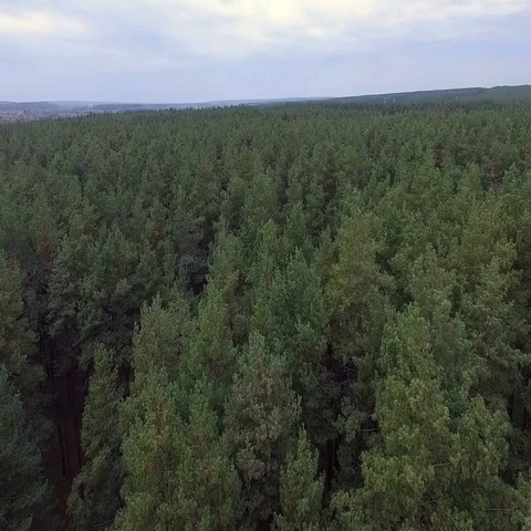 Aerials. Big beautiful pine forest with a bird's eye view Stock Footage 69484762