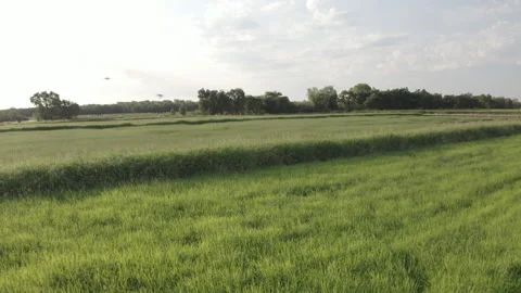 Aerials of Crop fields 库存影片 251838548