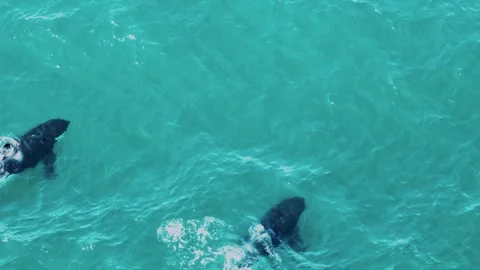 Aerials of Orca (killer whale) pair Port and Starboard Stock Footage 246460618