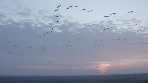 Aerials view of flock of migrating birds in flight. Flying birds. Common crane. Stock Footage