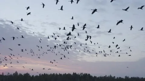Aerials view of flock of migrating birds in flight. Flying birds. Common crane. Stock Footage 140506817