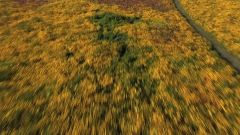 Aerials of Wildflowers as they explode on Shell Creek Road Super Bloom, San Luis Video stock 115455059