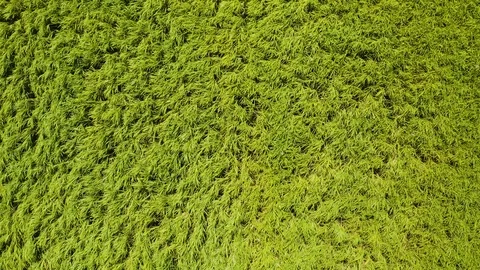 Aerial,top down view on sugar cane plantation in tablelands in Queensland, Au Vidéo 119036884
