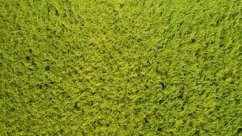 Aerial,top down view on sugar cane plantation in tablelands in Queensland, Au Vidéo 120916827