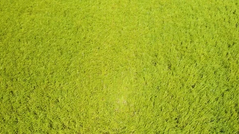 Aerial,top down view on sugar cane plantation in tablelands in Queensland, Au Stock Footage 122243961