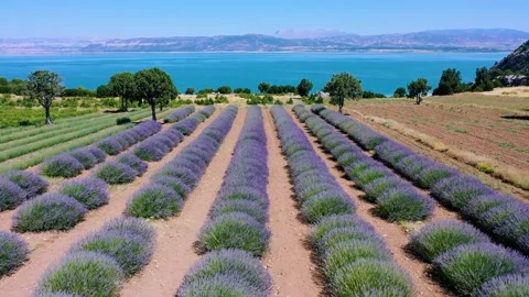 AERIAL.View from above on the lavender fields overlooking the sea. Video stock 135373934