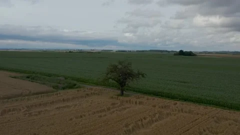 Aeriel Bird view Drone corn and wheat field in Alsace and a tree 库存影片 157611262