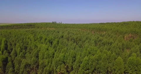 Aeriel view of an eucalyptus forest. Stock Footage 157234921