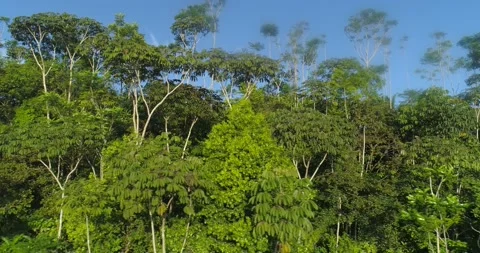Aeriel view of jungle at sunset Stock Footage 217980790