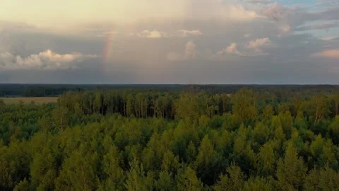 Aeril View of Forest Stock Footage 253640945