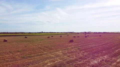 Aero drone flight over wheat field with rick straw bales Stock Footage 143524896