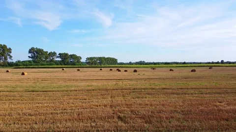 Aero drone flight over wheat field with rick straw bales Stock Footage 143525086