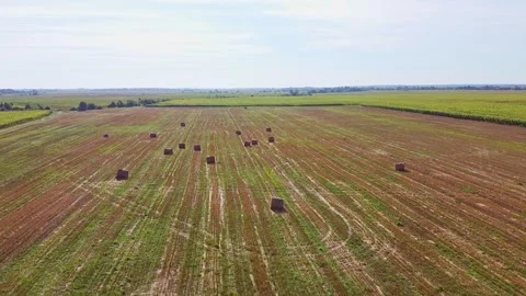 Aero drone flight over wheat field with rick straw bales Stock Footage 143525603