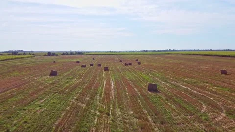 Aero drone flight over wheat field with rick straw bales Stock Footage 143525982