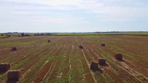 Aero drone flight over wheat field with rick straw bales Stock Footage 143526379