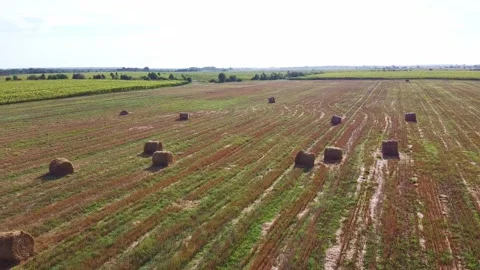 Aero drone flight over wheat field with rick straw bales Stock Footage 143526908