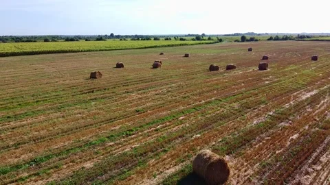 Aero drone flight over wheat field with rick straw bales Stock Footage 143527249