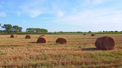 Aero drone flight over wheat field with rick straw bales Stock Footage 143527506