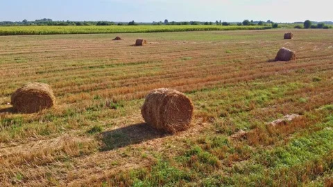 Aero drone flight over wheat field with rick straw bales Stock Footage 143527878
