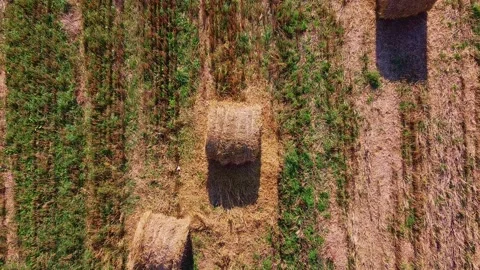 Aero drone flight over wheat field with rick straw bales Stock Footage 143528313