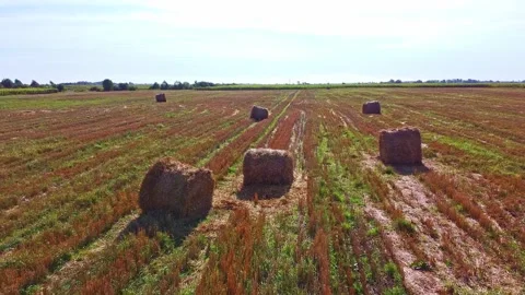 Aero drone flight over wheat field with rick straw bales Stock Footage 143528808