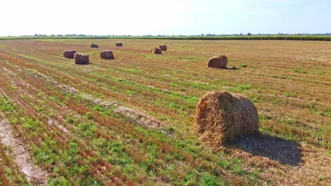 Aero drone flight over wheat field with rick straw bales Stock Footage 143529089