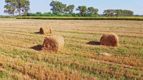 Aero drone flight over wheat field with rick straw bales Stock Footage 143529498