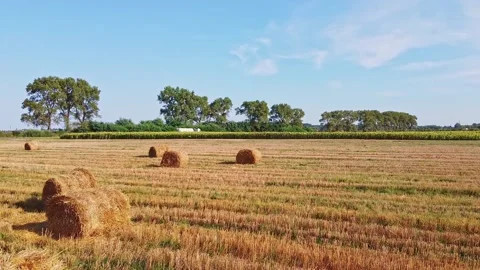 Aero drone flight over wheat field with rick straw bales Stock Footage 143529783