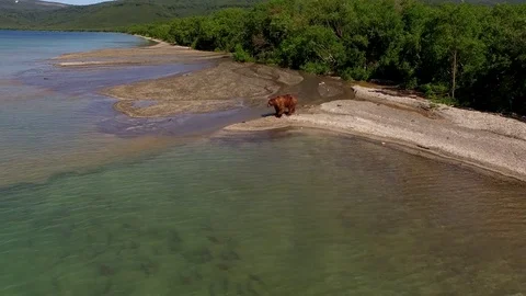 Aero flight around the brown bear. Видео 77665825