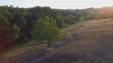 Aero Flight near the alone tree on sunset Stock Footage 53512627