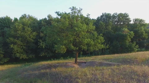Aero Flight near the alone tree on sunset Stock Footage 53513091