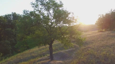 Aero Flight near the alone tree on sunset Stock Footage 53513120