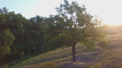 Aero Flight near the alone tree on sunset Stock Footage 53537879