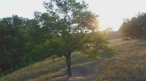 Aero Flight near the alone tree on sunset Stock Footage 53542455