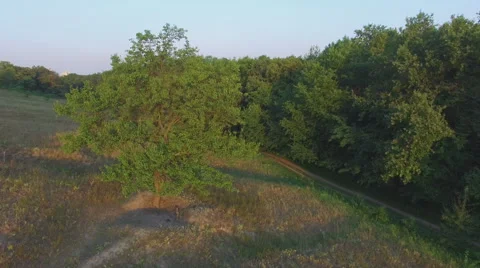 Aero Flight near the alone tree on sunset Stock Footage 53542933
