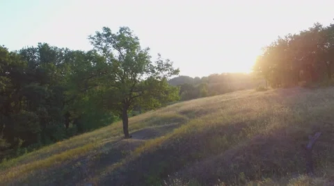 Aero Flight near the alone tree on sunset Stock Footage 53543313