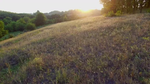 Aero Flight near the alone tree on sunset Stock Footage 53546171