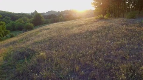 Aero Flight near the alone tree on sunset Stock Footage 53546277