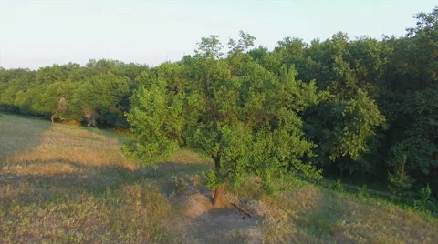 Aero Flight over the alone tree on sunset Stock Footage 53260061