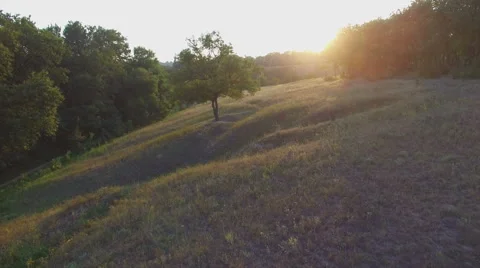 Aero Flight over the alone tree on sunset Stock Footage 53512815