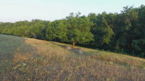 Aero Flight over the alone tree on sunset Stock Footage 53545834