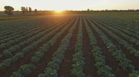Aero Flight over the cabbage field in sunset Stock Footage 53209546