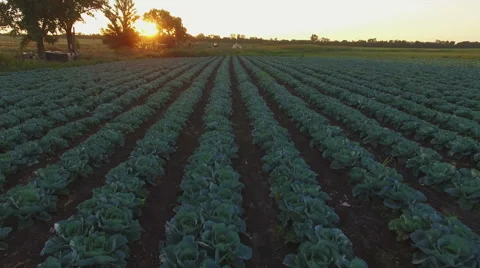 Aero Flight over the cabbage field in sunset Stock Footage 53209583
